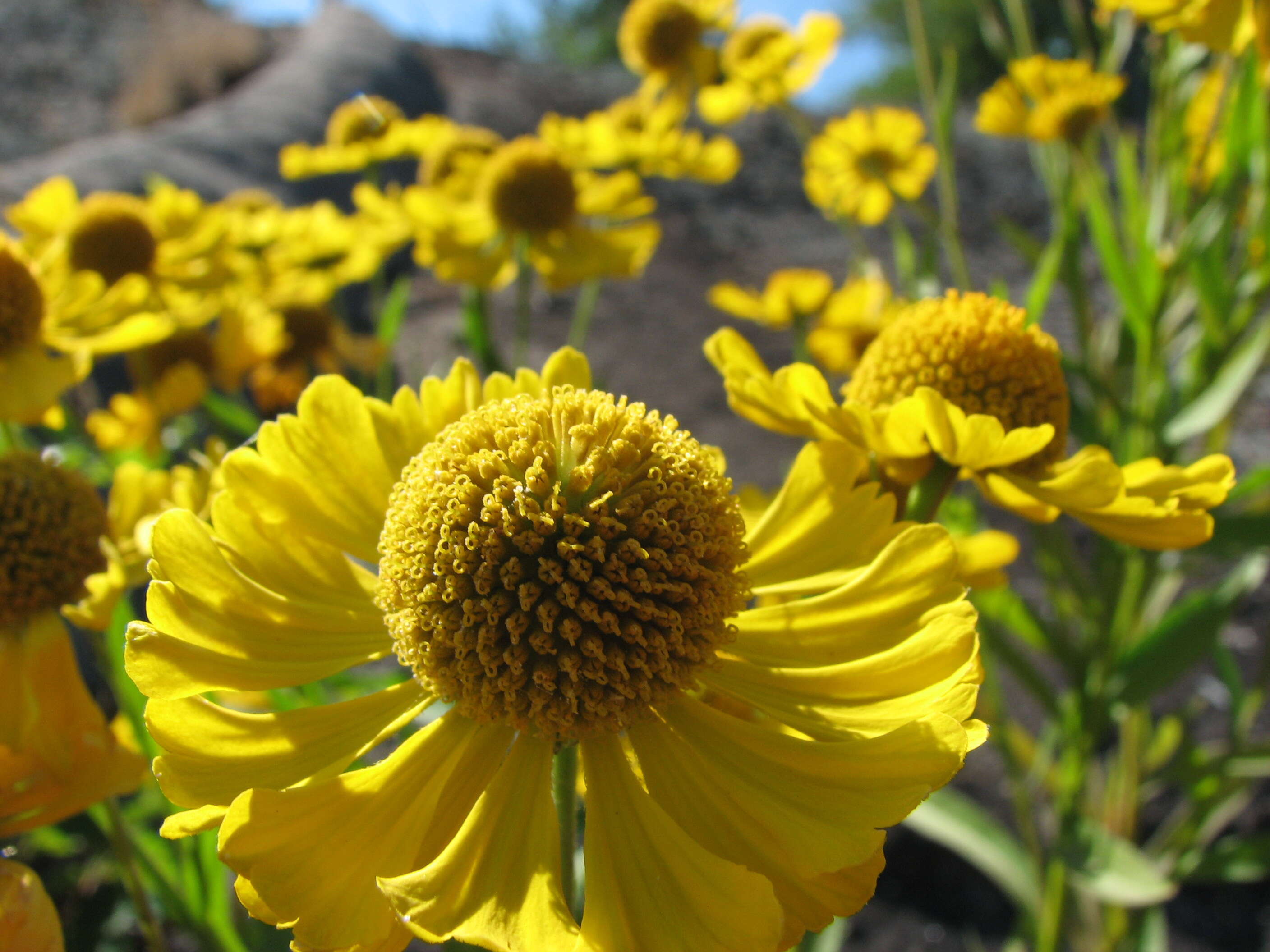 Image of sneezeweed