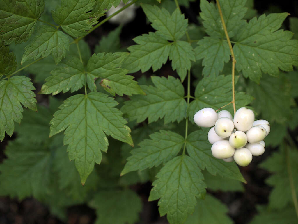 Image of Baneberry