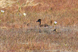 Image of Southern Pochard