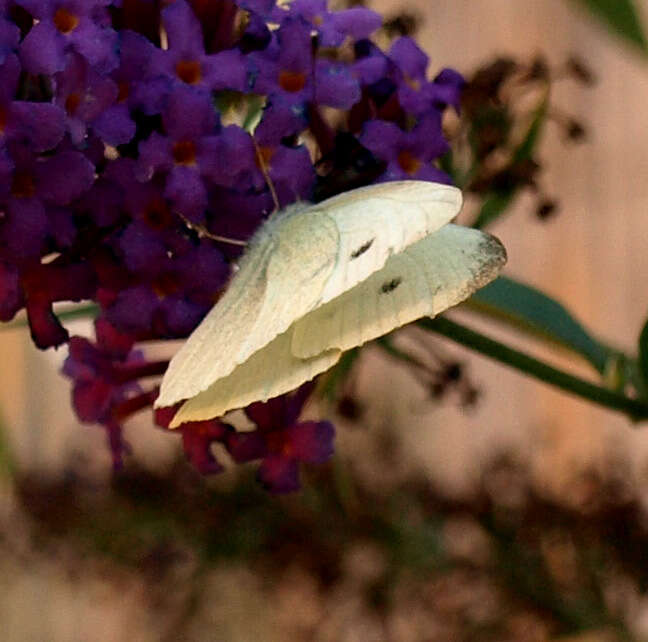 Image of small white