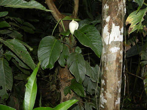 Image of monstera