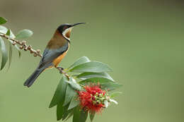 Image of Spinebill