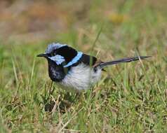 Image of fairywrens and relatives