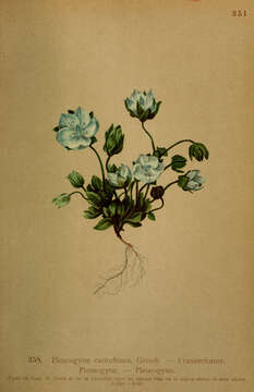 Image of Lomatogonium carinthiacum (Wulfen) Reichenb.