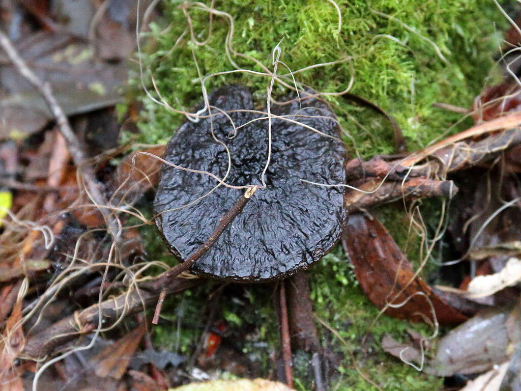 Image of Amauroderma rude (Berk.) Torrend 1920