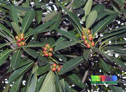 Imagem de Ficus crassiramea (Miq.) Miq.