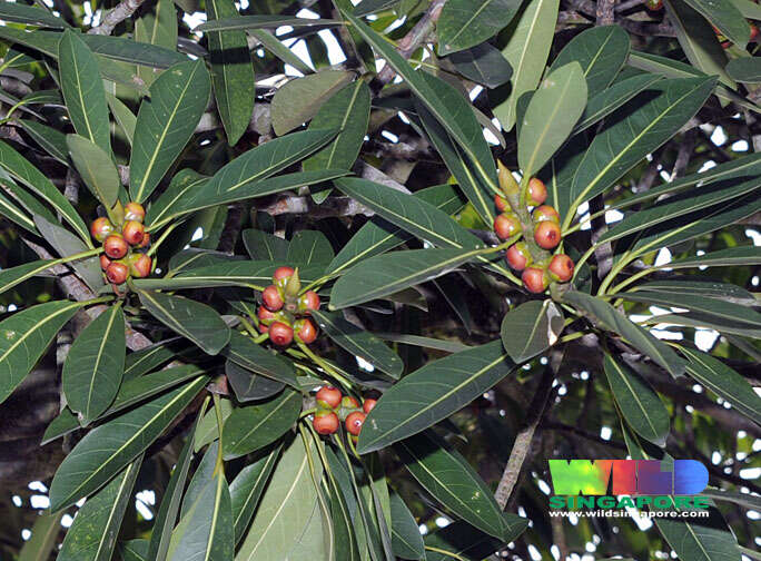 Image of Ficus crassiramea (Miq.) Miq.