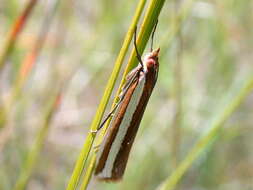 Image de Corynophora lativittalis Walker 1863