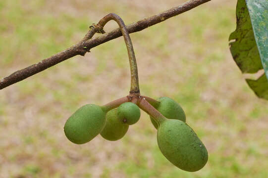 Image of Desmopsis panamensis (B. L. Rob.) Saff.