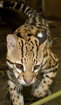 Image of Tiger cat