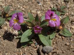 Image of red monkeyflower