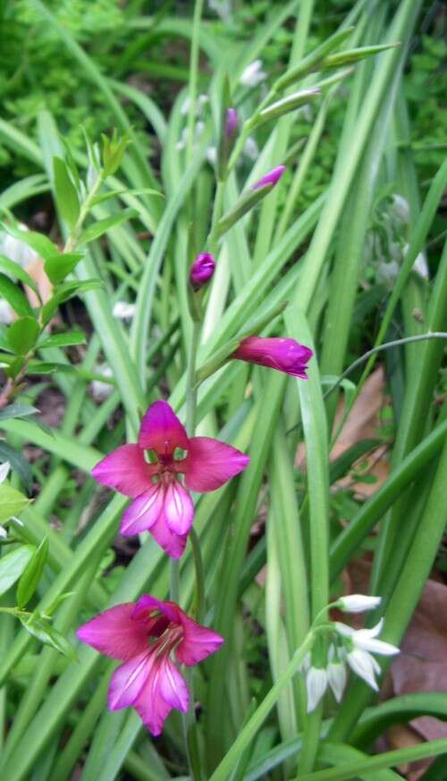 Image of Gladiolus illyricus W. D. J. Koch