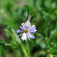 Imagem de Vittadinia muelleri N. T. Burbidge