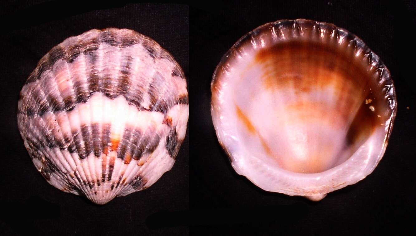 Image of Pseudomelatomidae J. P. E. Morrison 1966