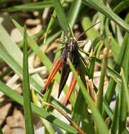 Image of woodland grasshopper