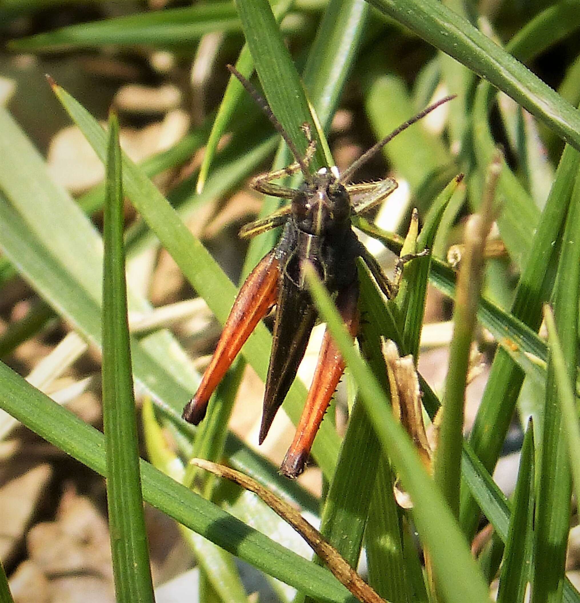 Image of woodland grasshopper