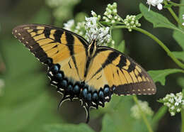 Image of Papilio