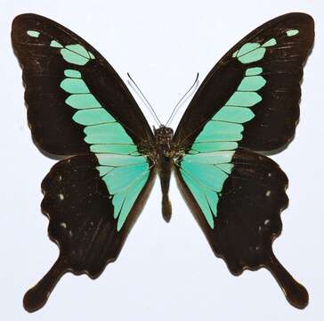 Image of Green-banded Swallowtail