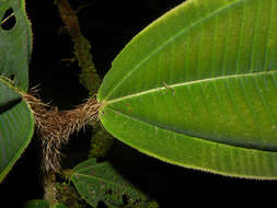 Image of Miconia paleacea Cogn.