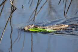 Image of muskrat