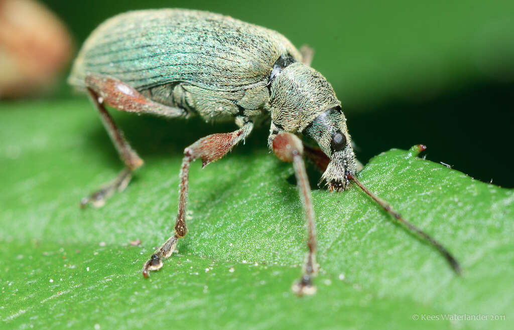 Image of Phyllobius (Metaphyllobius) pomaceus Gyllenhal 1834