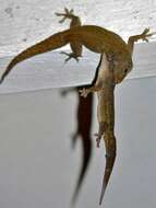 Image of Elba Gecko