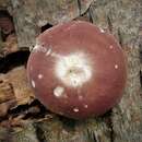 Imagem de Russula vesca Fr. 1836