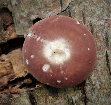 Image of Russula vesca Fr. 1836