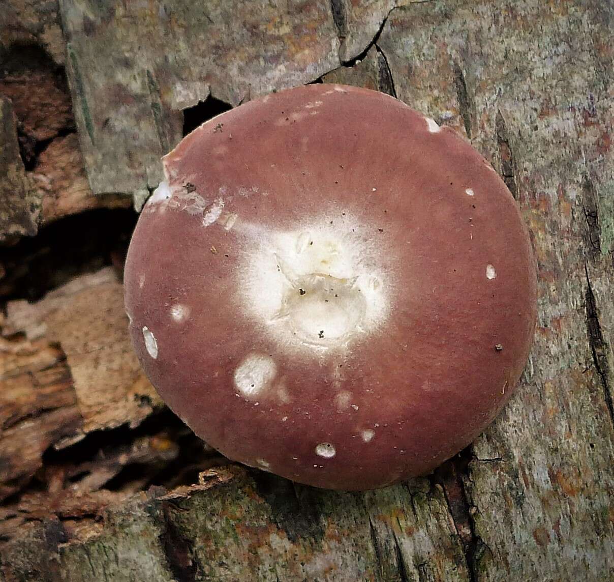 Image of Russula vesca Fr. 1836