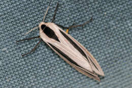 صورة Creatonotos gangis Linnaeus 1763