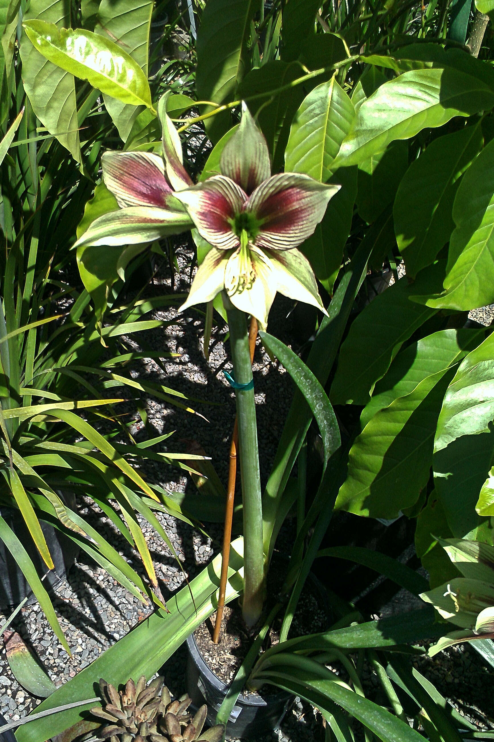 Imagem de Hippeastrum papilio (Ravenna) Van Scheepen