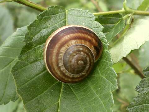 Image of Helix Linnaeus 1758