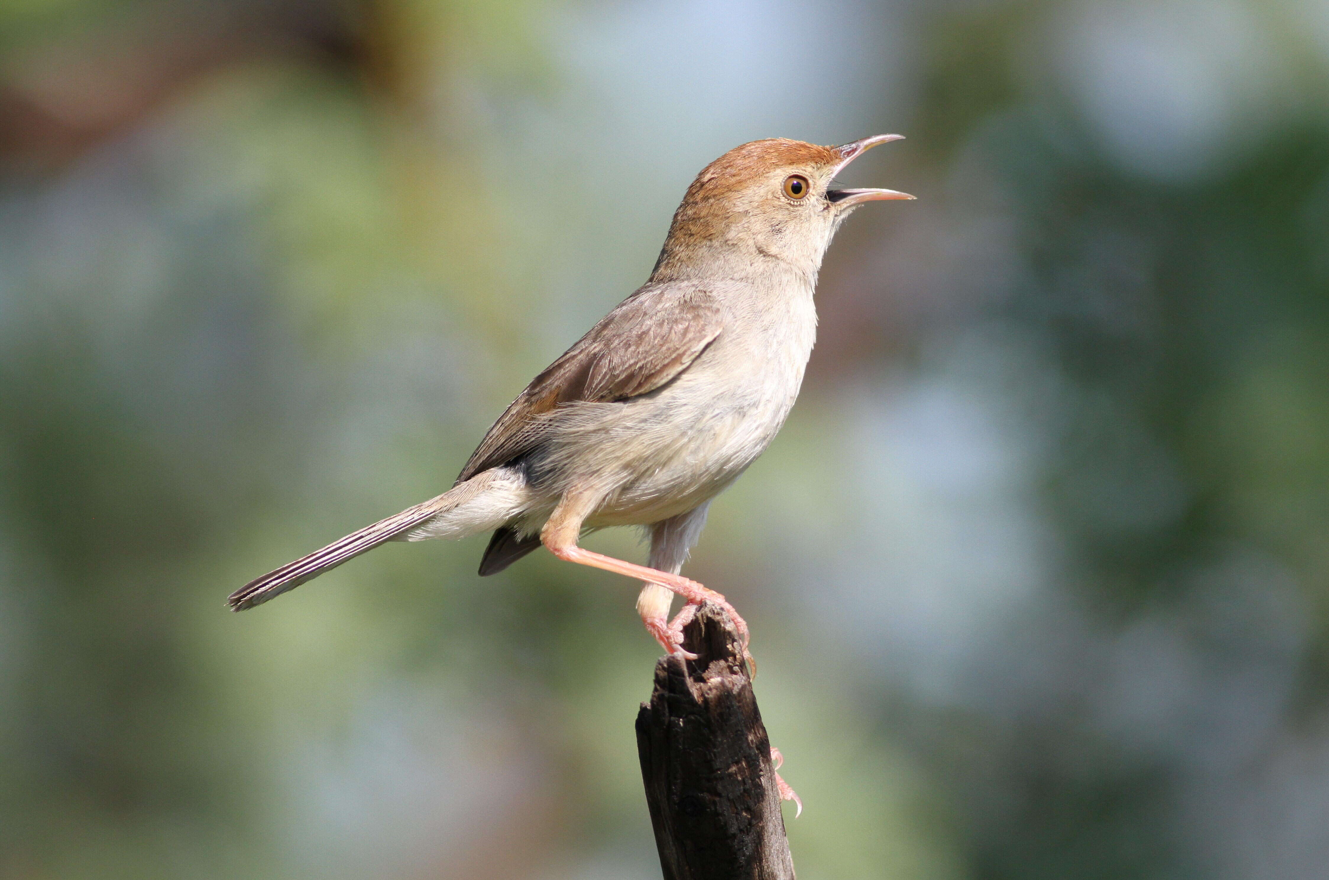 Imagem de Cisticola fulvicapilla (Vieillot 1817)