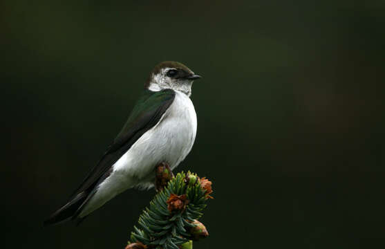 Image of Violet-green Swallow