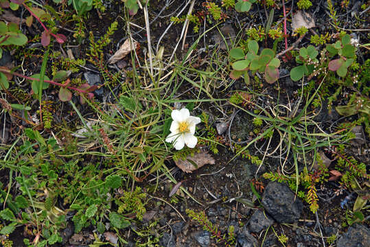 Imagem de Dryas octopetala L.