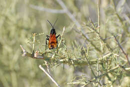 Image of Tarantula Hawks