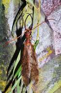 Image of Dobsonflies