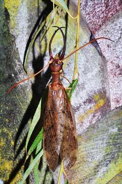 Image of Eastern Dobsonfly