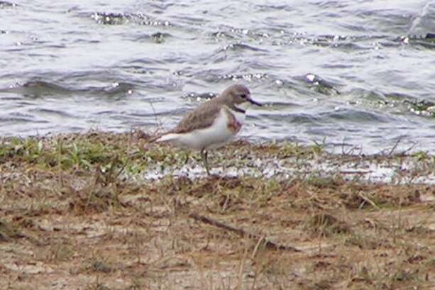 Charadrius bicinctus Jardine & Selby 1827 resmi