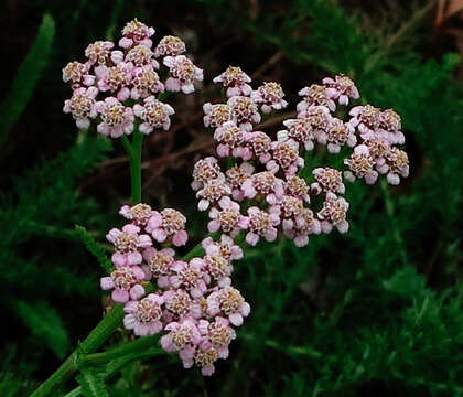 Image of yarrow, milfoil