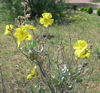 Image of false sun-rose