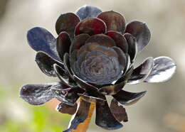 Image of aeonium