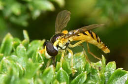 Image of Sphaerophoria macrogaster (Thomson 1869)