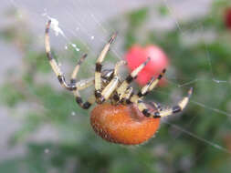 Image of Araneus