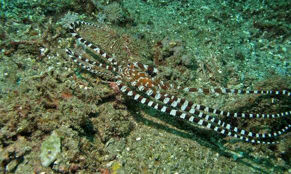 Image of Wunderpus Hochberg, Norman & Finn 2006