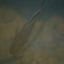 Image of Snakehead Gudgeon