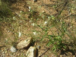 Gomphrena nitida Rothr. resmi