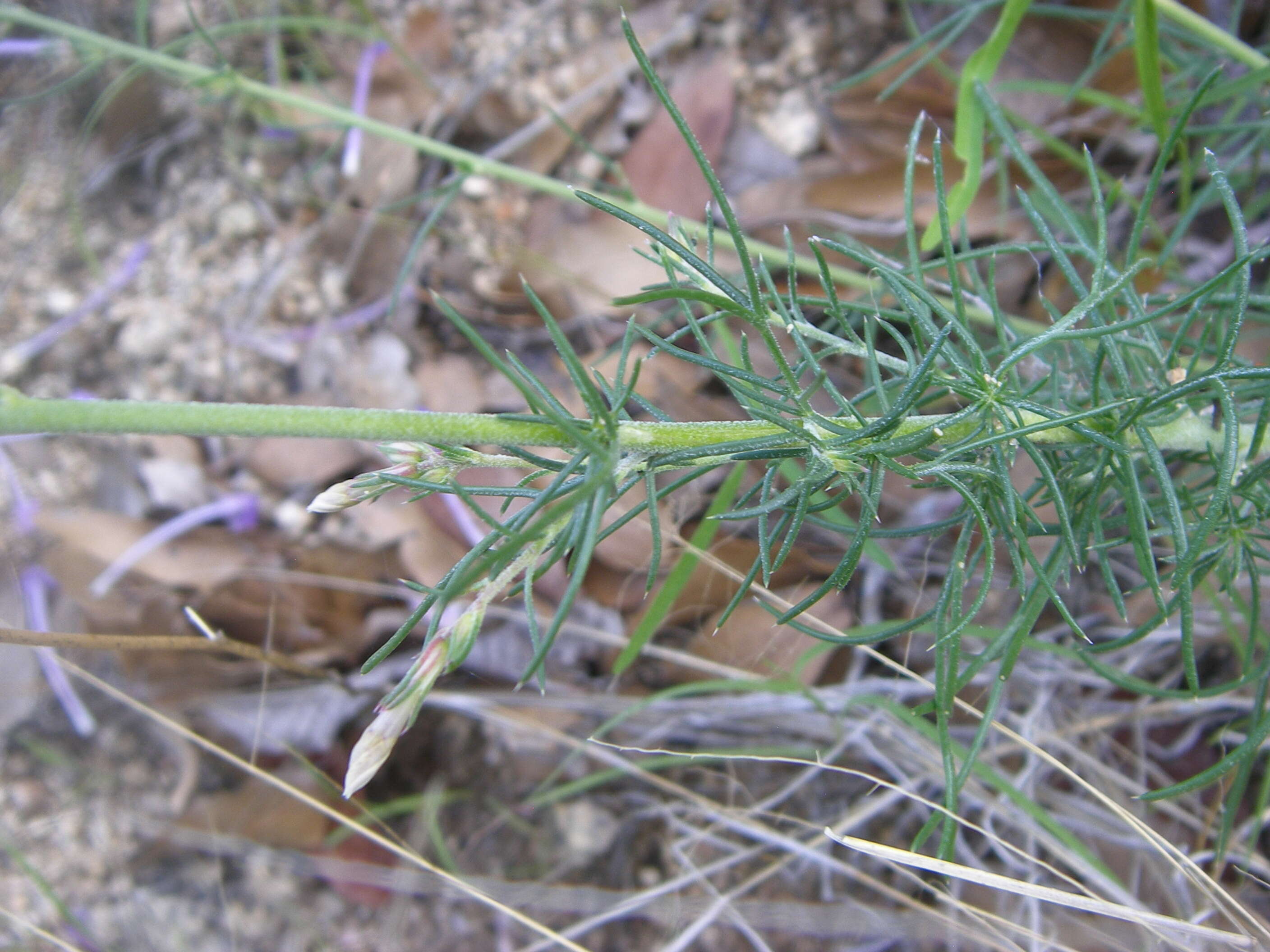 Image of flaxflowered ipomopsis