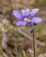 Image of blueflower butterwort