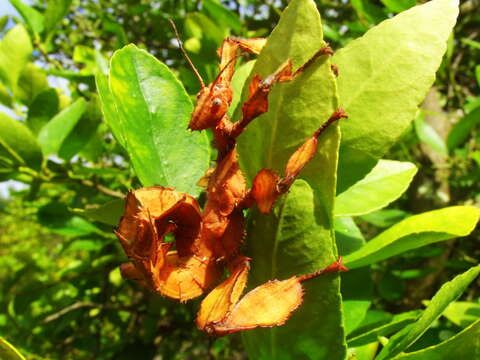 Image of Extatosoma tiaratum (Macleay & W. S. 1826)